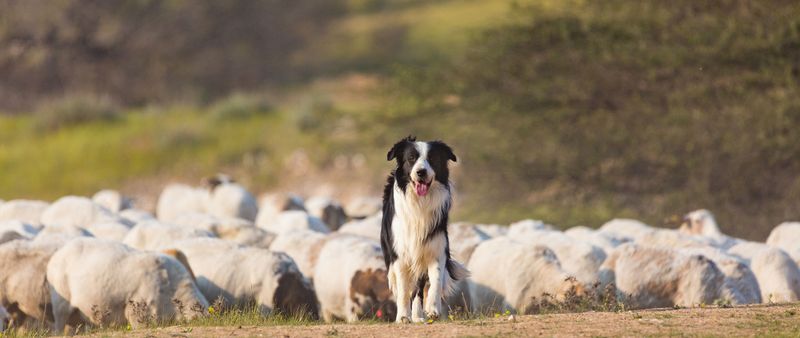 Border Collie