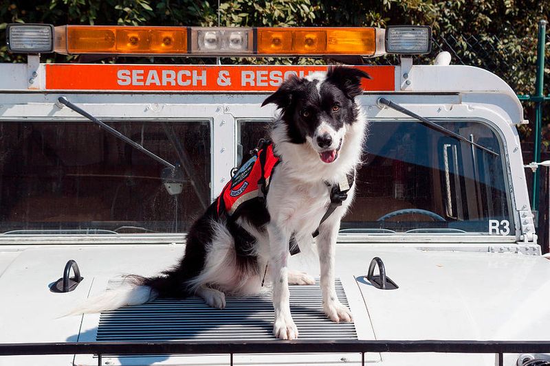 Border Collie