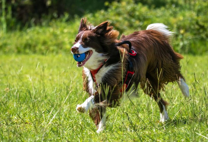Border Collie