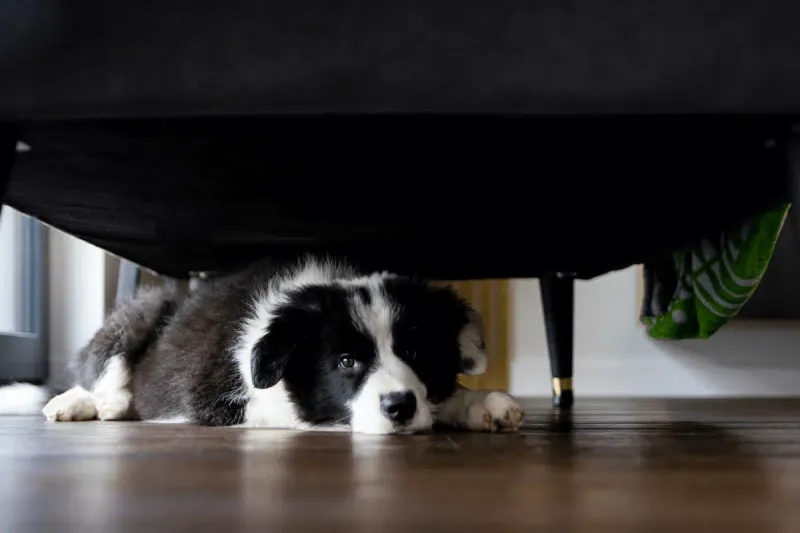 Border Collie