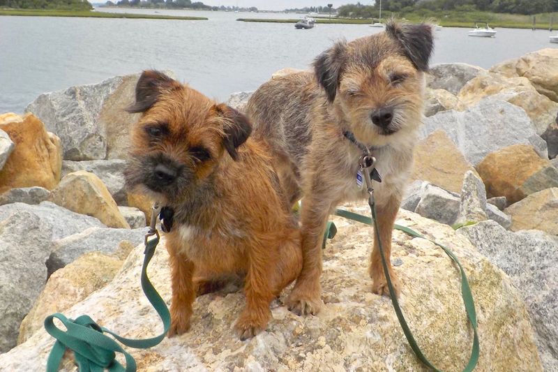 Border Terrier