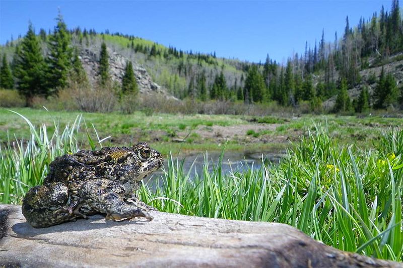 Boreal Toad