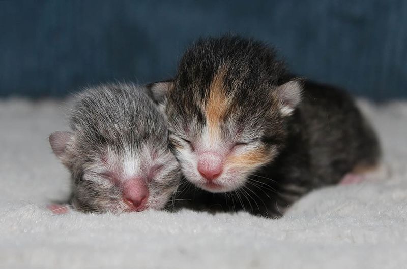 Born Blind and Deaf