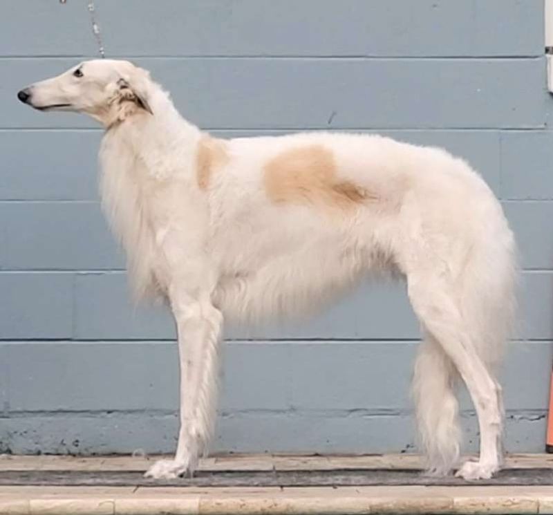 Borzoi