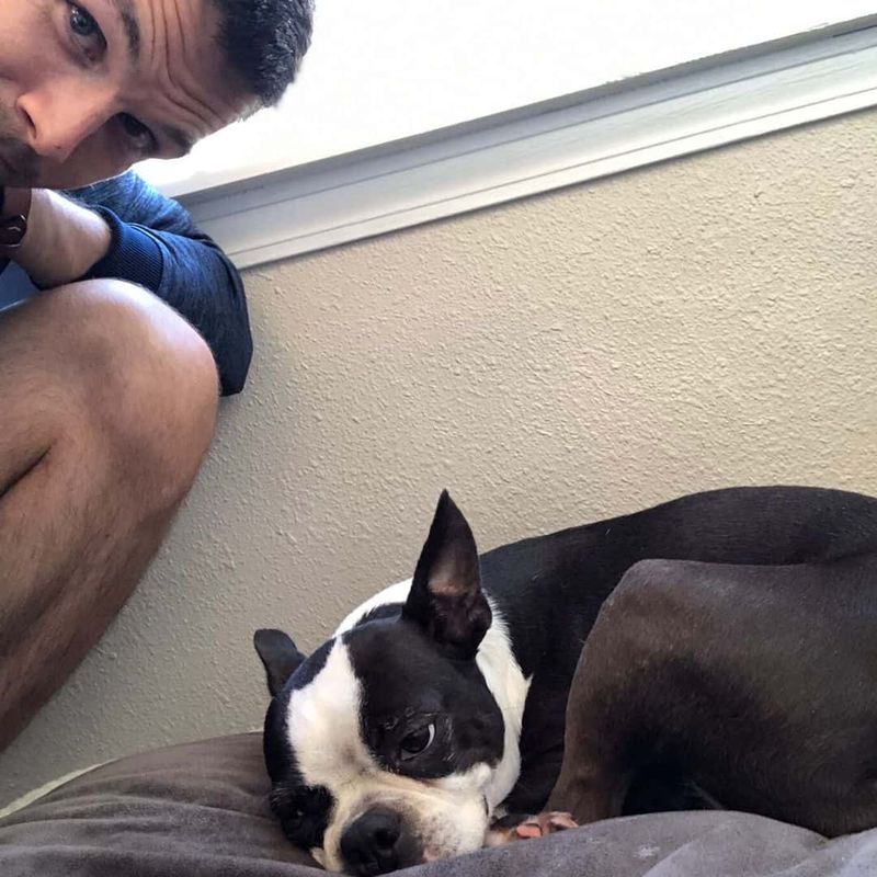 Boston Terrier