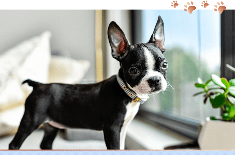 Boston Terrier