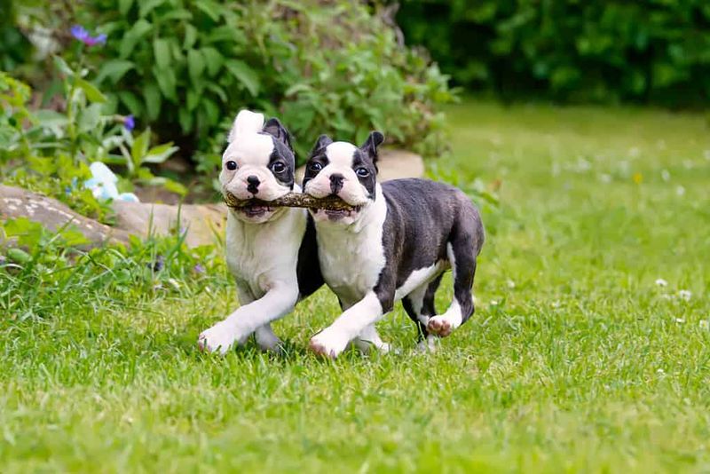 Boston Terrier
