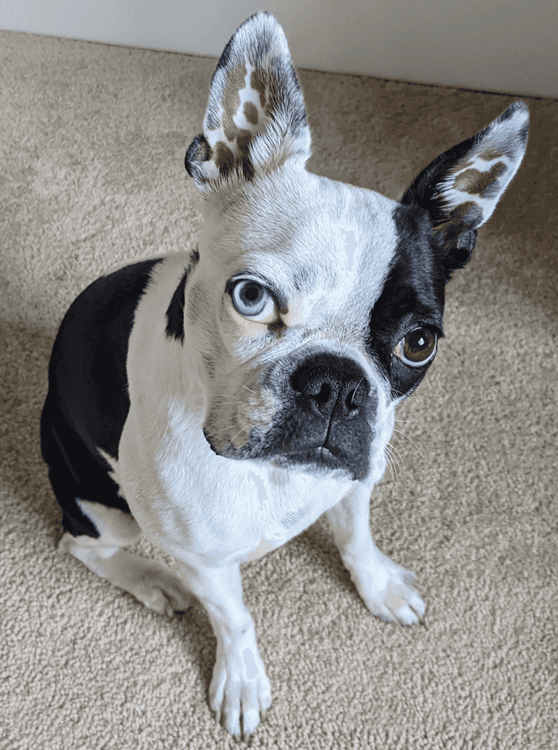Boston Terrier