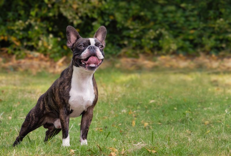 Boston Terrier