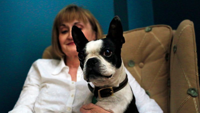 Boston Terrier