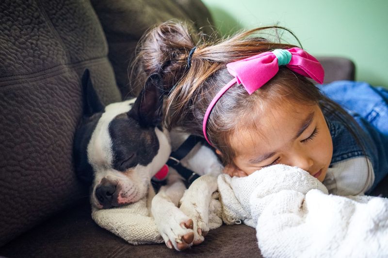 Boston Terrier
