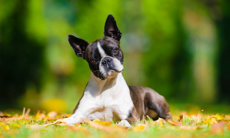 Boston Terrier with Expressive Ears