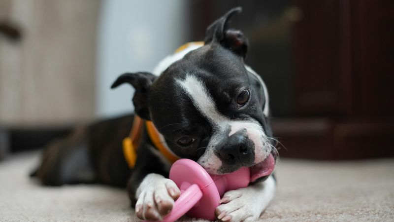 Boston Terrier