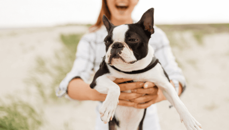 Boston Terrier