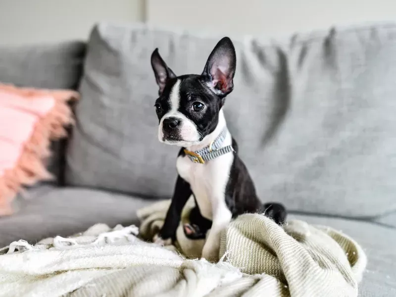 Boston Terrier