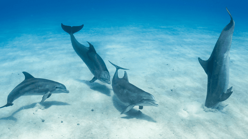Bottlenose Dolphin