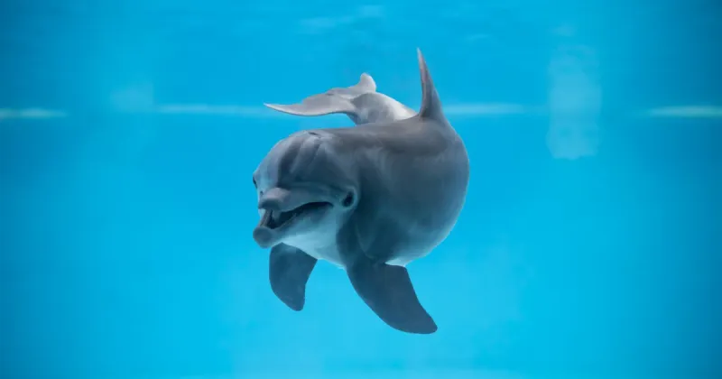 Bottlenose Dolphin