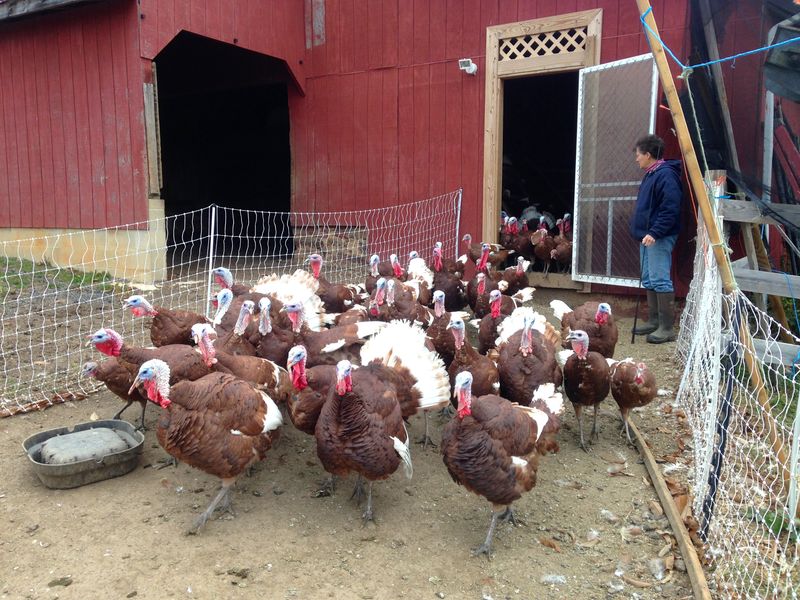 Bourbon Red Turkey