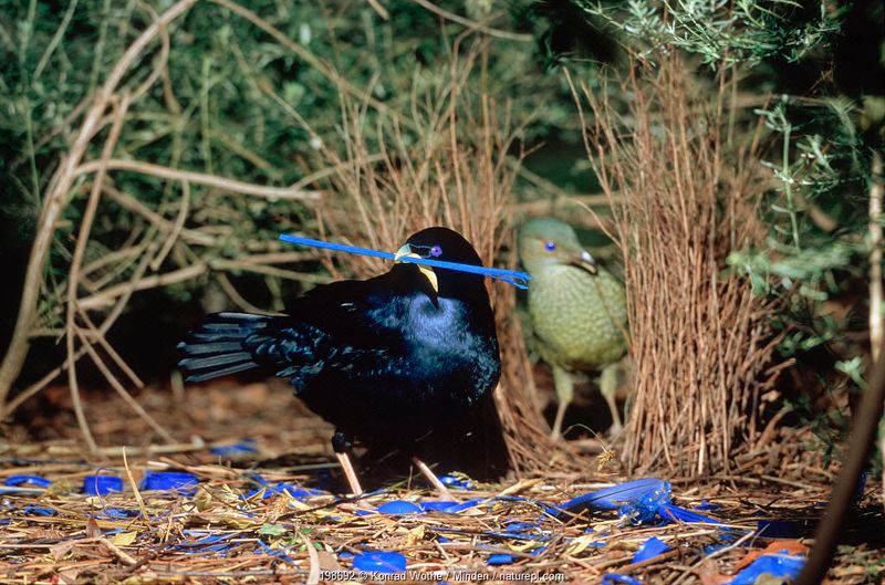 Bowerbird