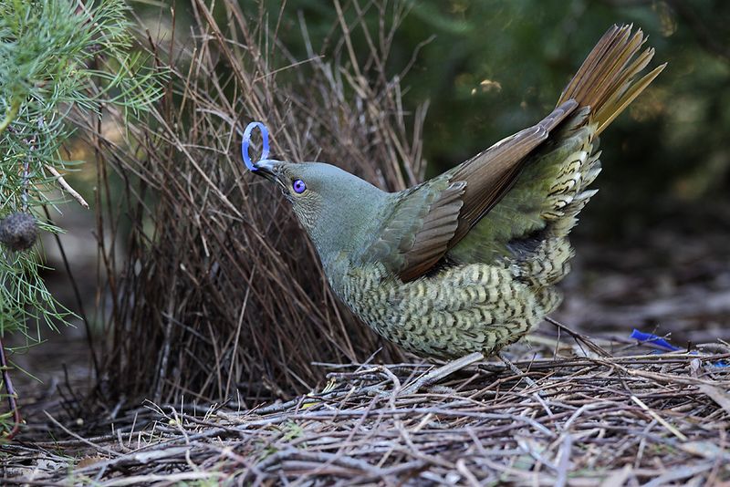Bowerbird