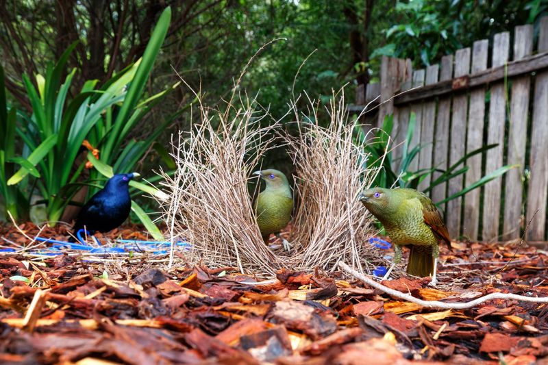 Bowerbird