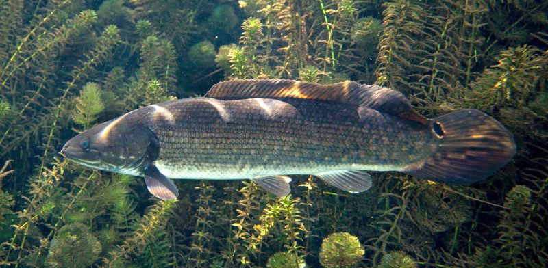 Bowfin