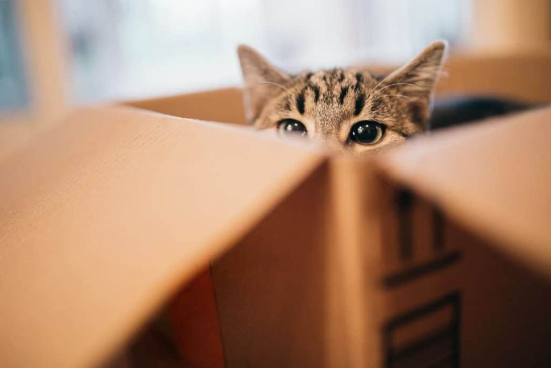 Box Hiding