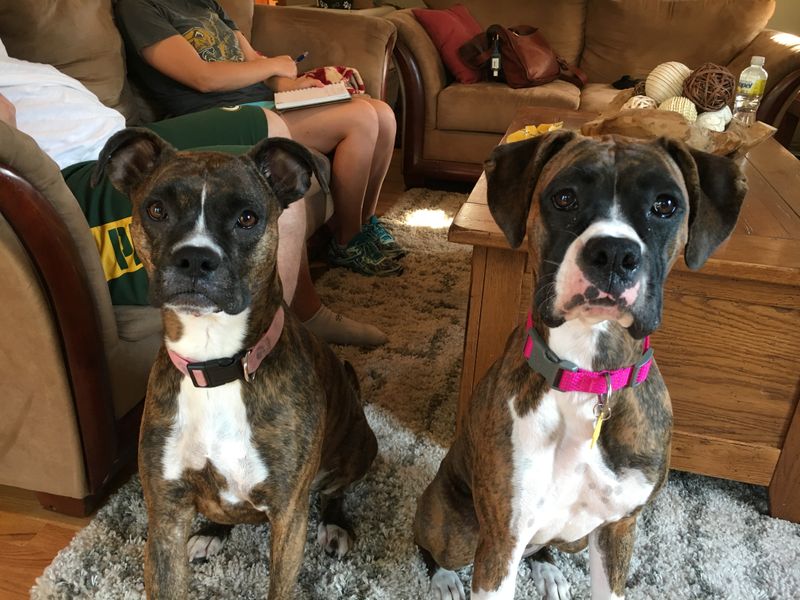 Boxer