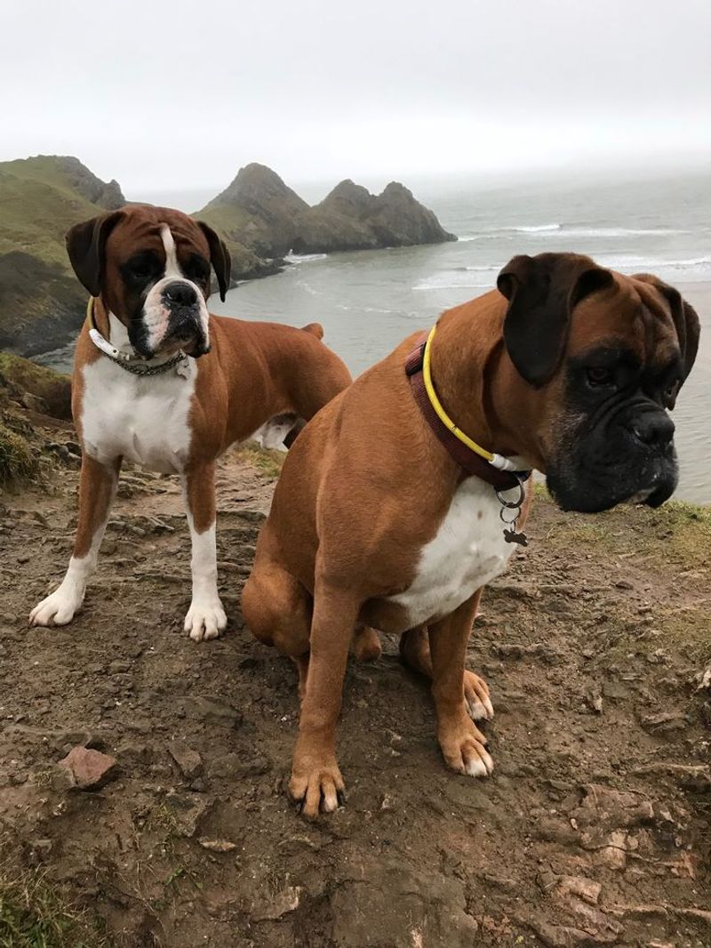 Boxer