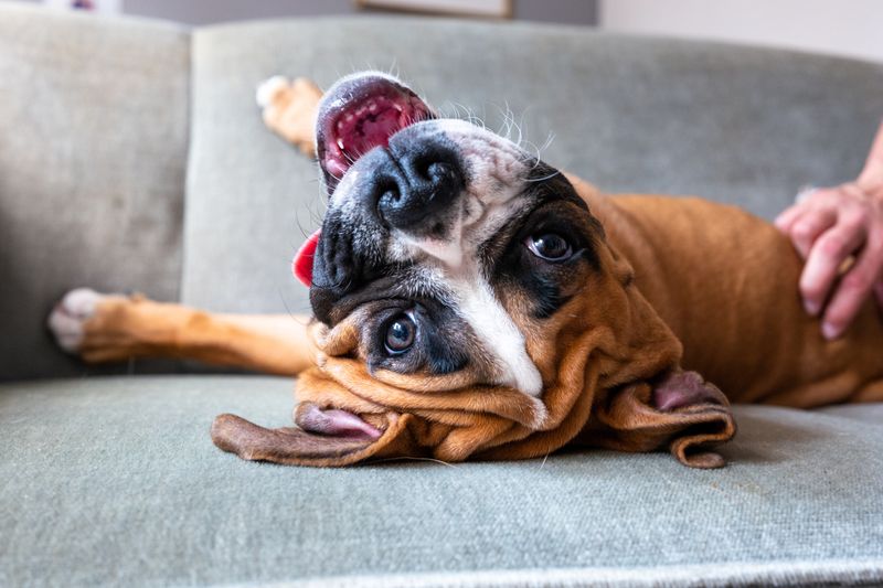 Boxer