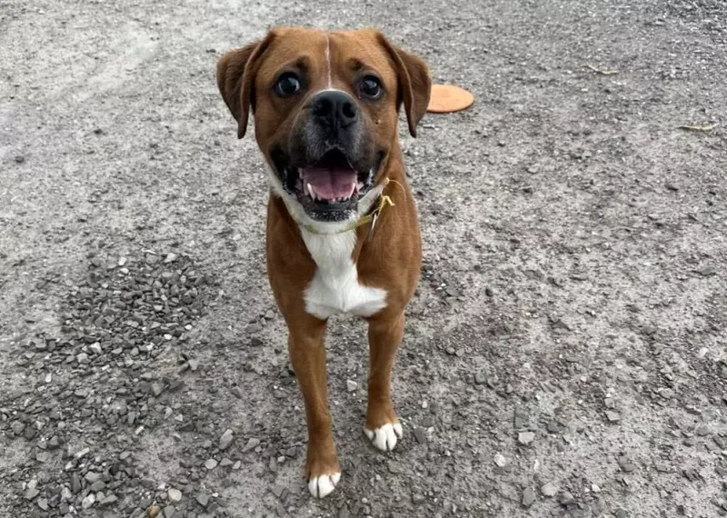 Boxer