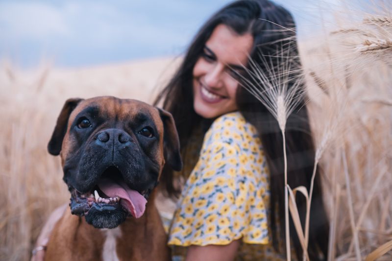 Boxer