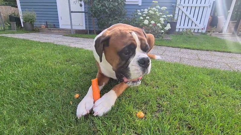 Boxer