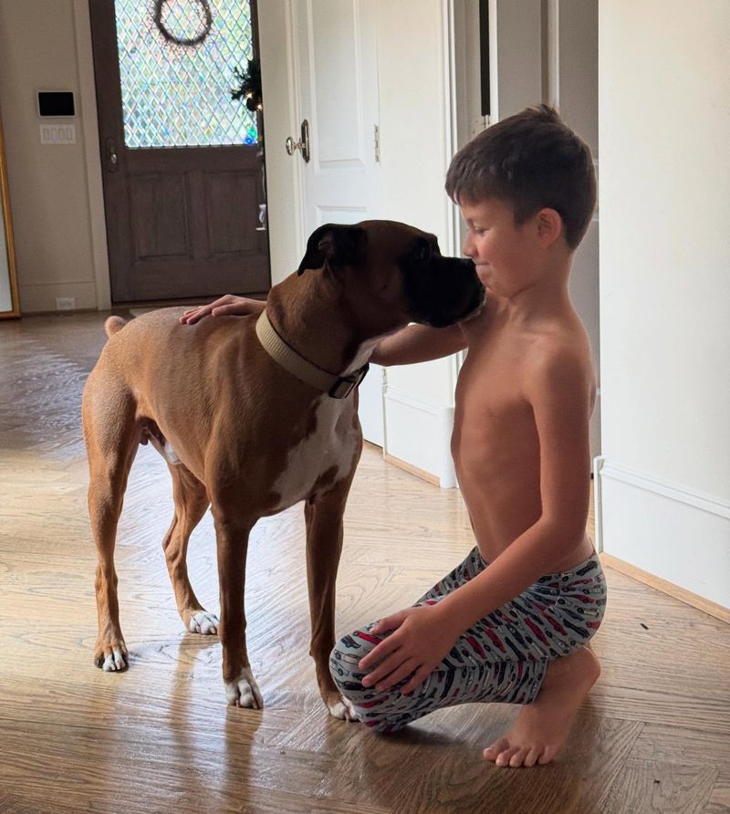 Boxer