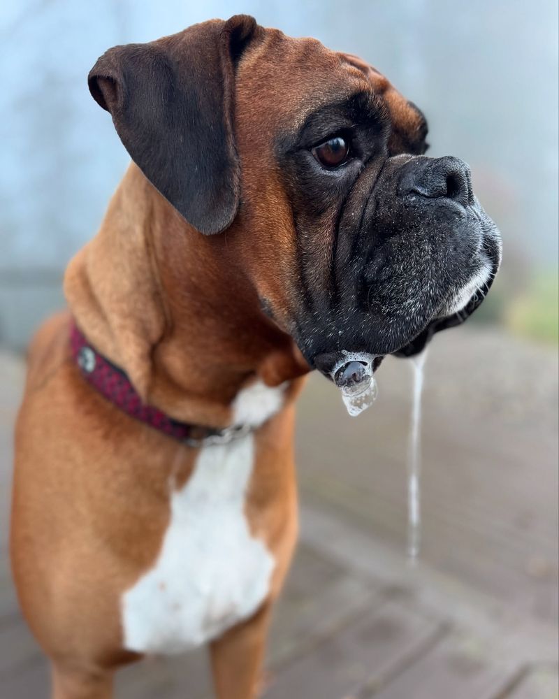 Boxer