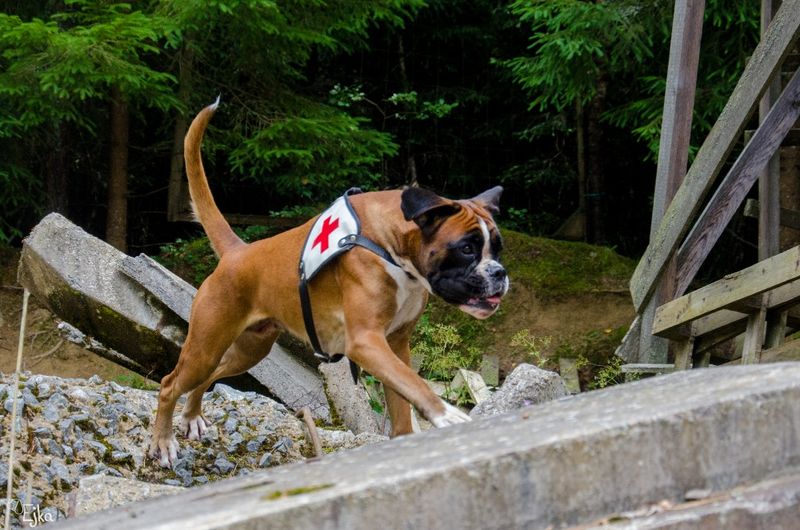 Boxer