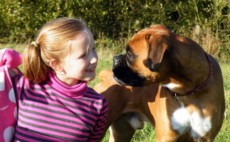 Boxer