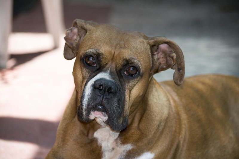 Boxer