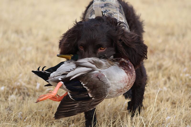Boykin Spaniel