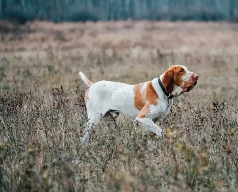 Bracco Italiano
