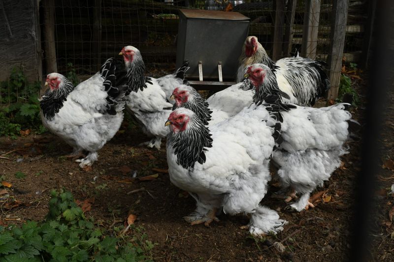 Brahma