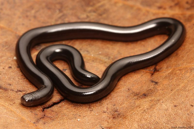 Brahminy Blindsnake
