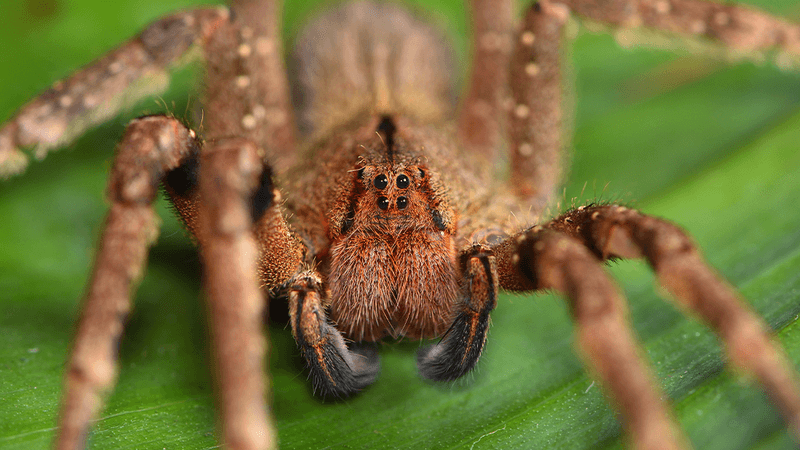 Brazilian Wandering Spider