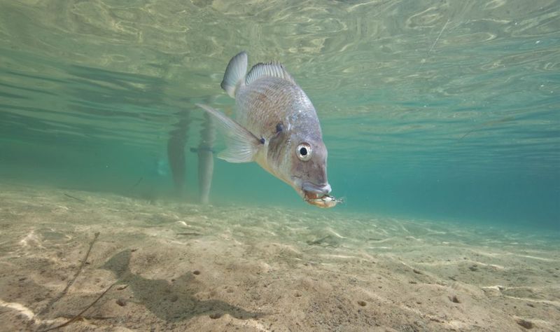 Bream