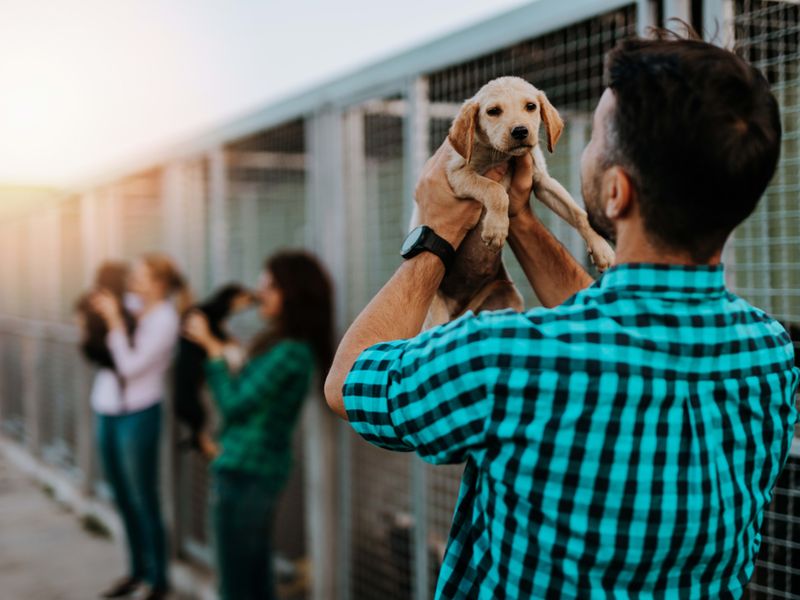 Breed Misconceptions