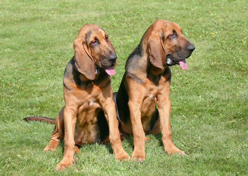 Breed Popularity