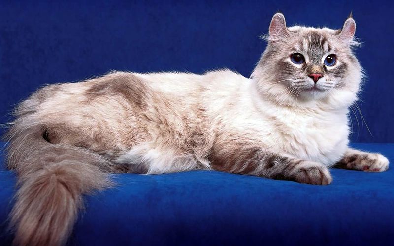 Breed Recognition