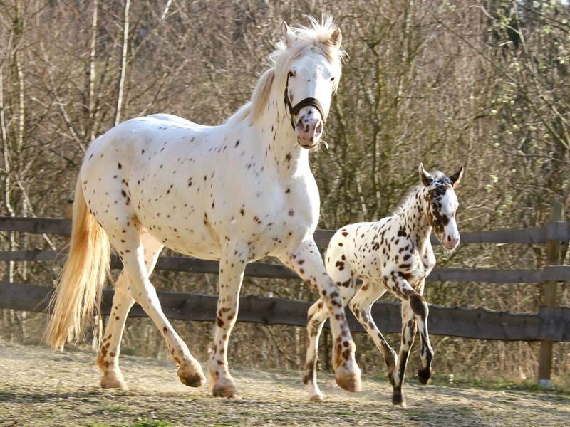 Breeding Challenges