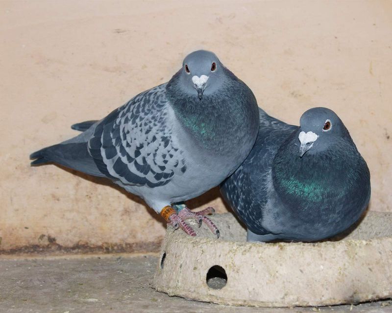 Breeding Champions: The Science Behind