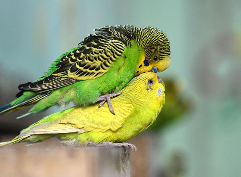 Breeding Habits